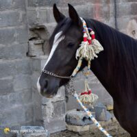 کله گیر کردی