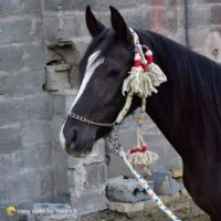 کله گیر کردی