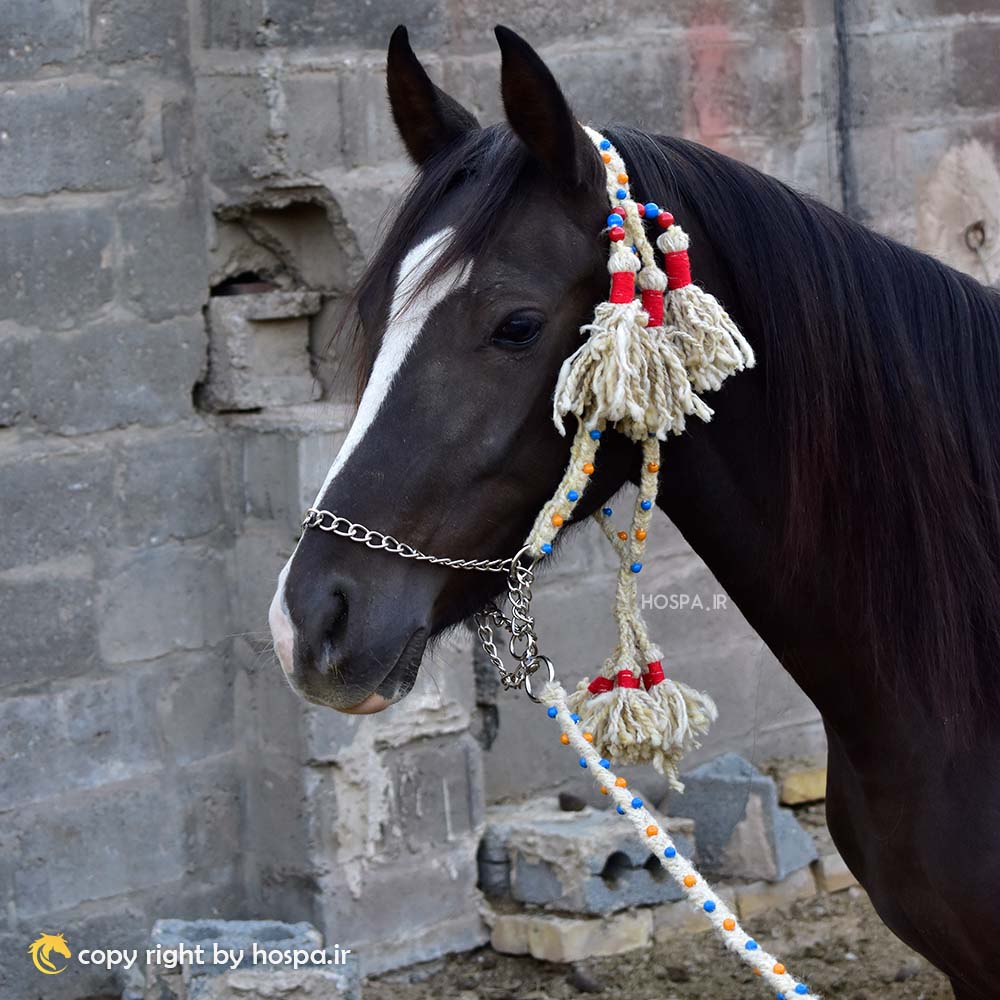 _DSC0260 کله گیر کردی