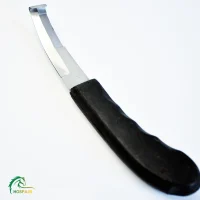 رنت نعبلندی اسب ارزان