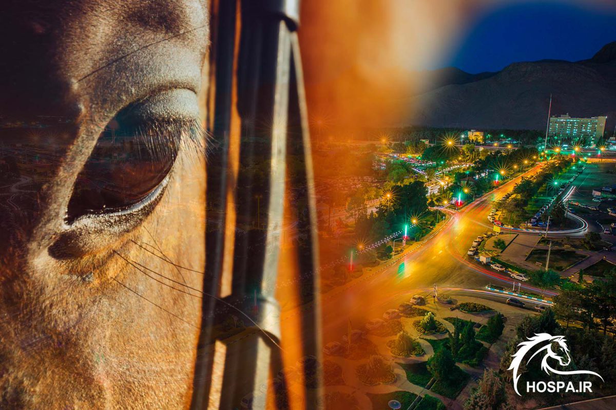 آموزش سواکاری ، خرید و فروش اسب در فولادشهر