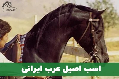 اسب اصیل عرب ایرانی