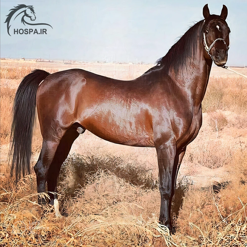 عکس اسب عرب ایرانی