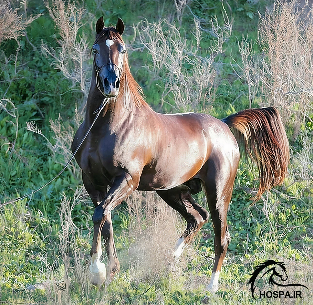 خصوصیات اسب عرب ایرانی