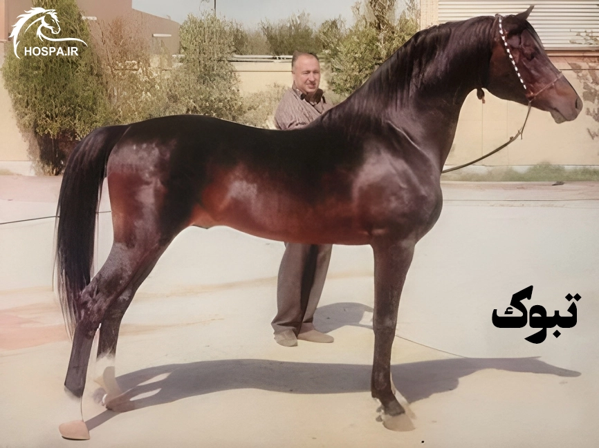تبوک اسب عرب اصیل خالص ایرانی کره گوانجی