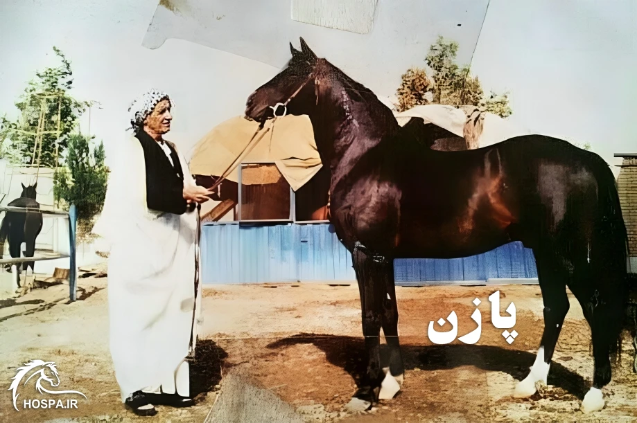 پازن اسب عرب اصیل خالص ایرانی کره مادیان گوانجی