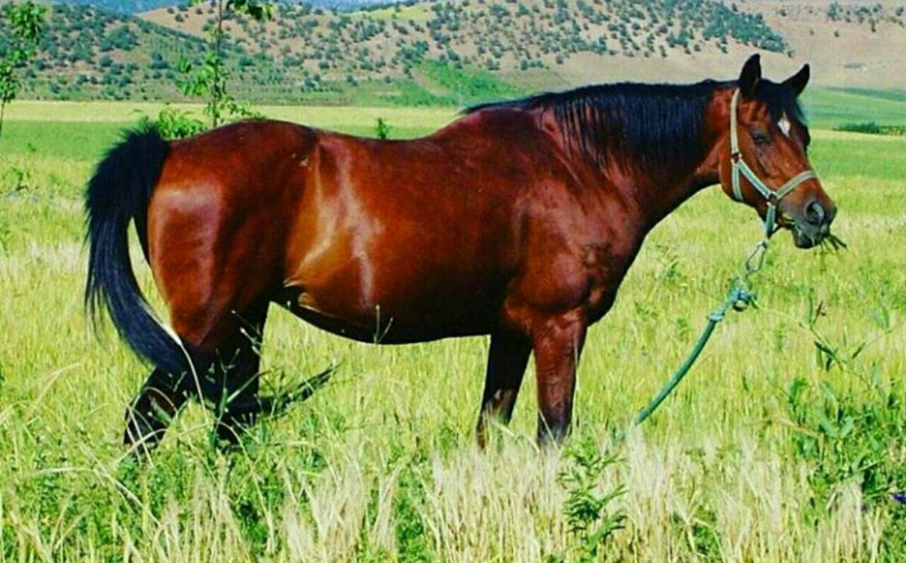 گوانجی مادیان اسطوره اسب عرب خالص ایرانی 