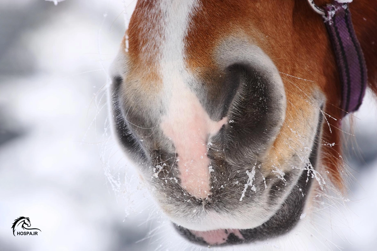 مراقبت از اسب ها در زمستان