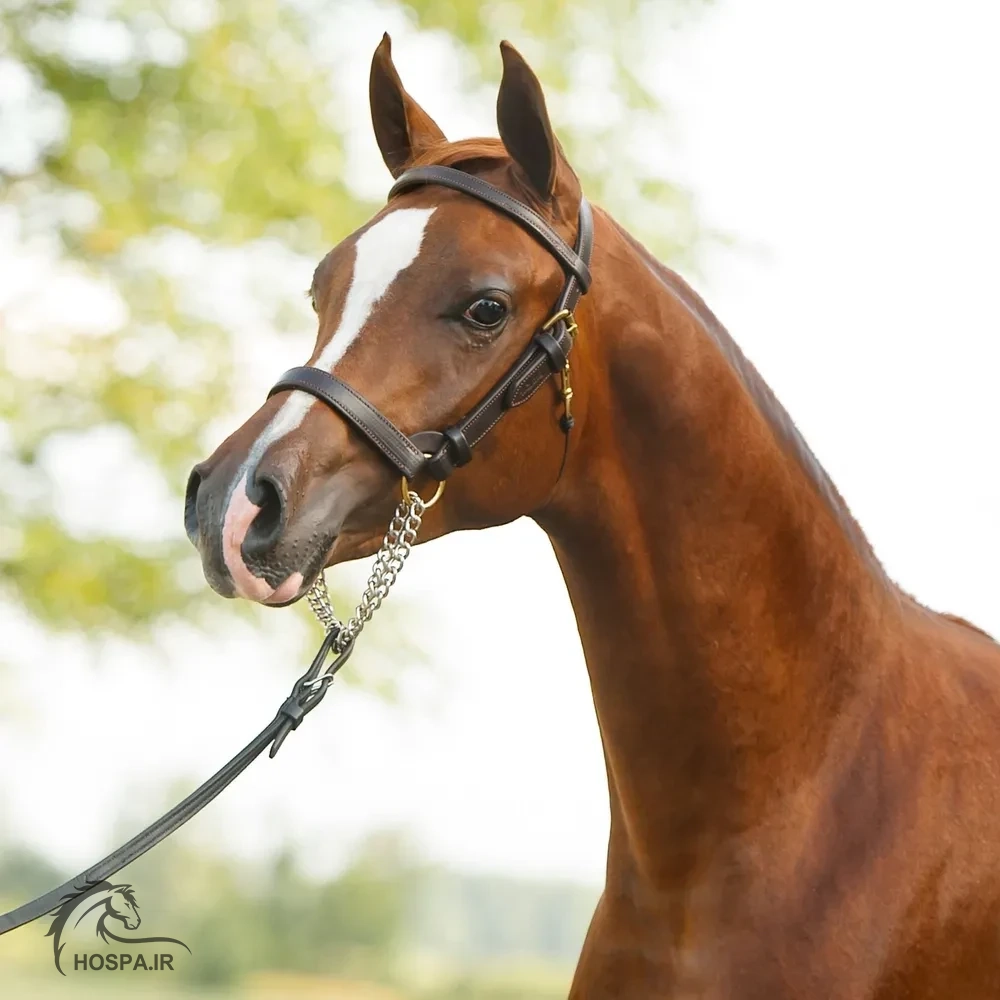 کله گیر زیبایی اسب عرب چرمی تمرین